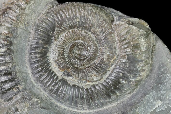 Dactylioceras Ammonite Fossil - England #84943